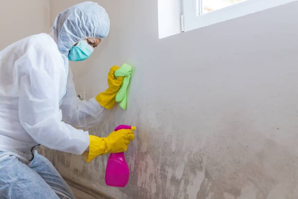 Reliable Bainbridge Island, WA Mold Removal Services Solutions